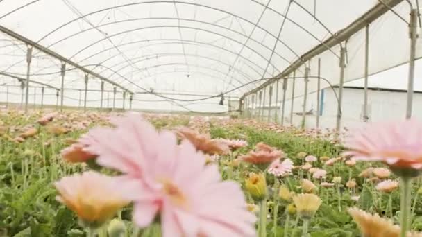 Gerbera λουλούδια σε πολλά χρώματα αυξάνεται μέσα σε ένα μεγάλο θερμοκήπιο — Αρχείο Βίντεο