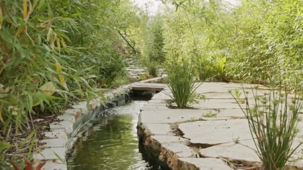 Un hermoso jardín dentro de una zona urbana con arroyos de agua, flores y árboles — Vídeo de stock