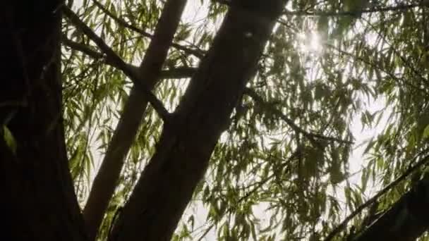 Slow motion tracking shot of sun rays shining through a tree — Stock Video