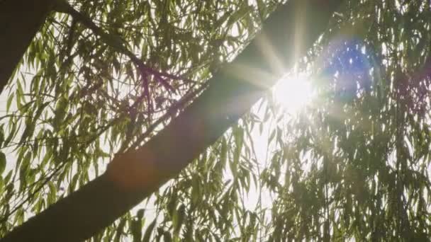 Slow motion tracking shot of sun rays shining through a tree — Stock Video