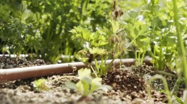 Çiftçi eline yakın bir yerde maydanozun içine toprak ve bahçeye salata ekiliyor.