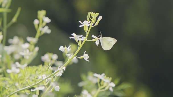 A white butterfly drinking nectar from a flower before flying away slowly — Stock Video