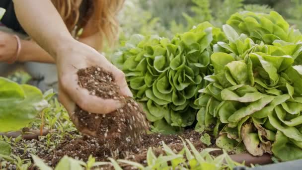Tutup pada tangan petani menambahkan tanah ke peterseli dan daun selada di kebun — Stok Video