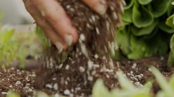 Primer plano en la mano del agricultor añadiendo tierra a un perejil y plantas de lechuga en un jardín — Vídeo de stock