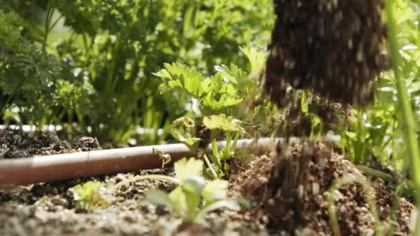 Close-up op boer hand het toevoegen van grond aan een peterselie en sla planten in een tuin — Stockvideo