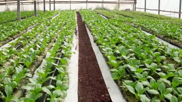 Imágenes aéreas de hileras de plantas creciendo dentro de un gran invernadero — Vídeos de Stock