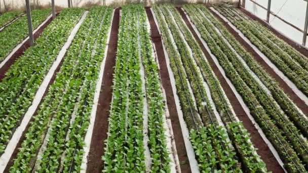 Imágenes aéreas de hileras de plantas creciendo dentro de un gran invernadero — Vídeos de Stock