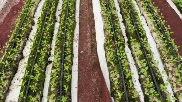 Letecké záběry řádků rostlin rostoucích ve velkém skleníku — Stock video