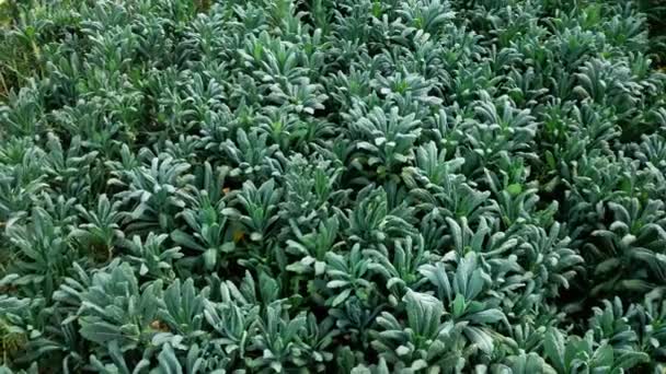 Εναέρια πλάνα από σειρές φυτών που αναπτύσσονται μέσα σε ένα μεγάλο θερμοκήπιο — Αρχείο Βίντεο