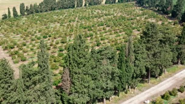 Filmato aereo di una grande piantagione di avocado nel nord di Israele con alberi giovani — Video Stock