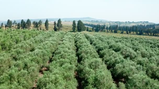 Luchtfoto 's van grote Avocado plantage in Noord Israël met jonge bomen — Stockvideo