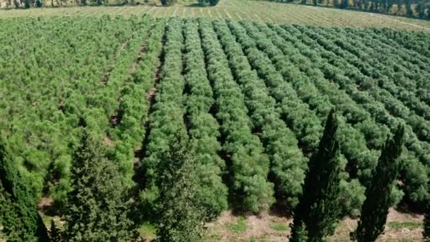 Images aériennes d'une grande plantation d'avocat dans le nord d'Israël avec de jeunes arbres