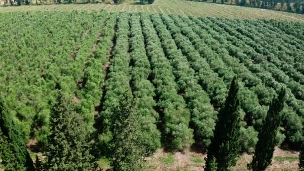 Съемки с воздуха большой плантации Авокадо на севере Израиля с молодыми деревьями — стоковое видео