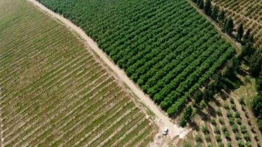 İsrail 'in kuzeyinde genç ağaçlarla Avokado çiftliğinin hava görüntüleri.