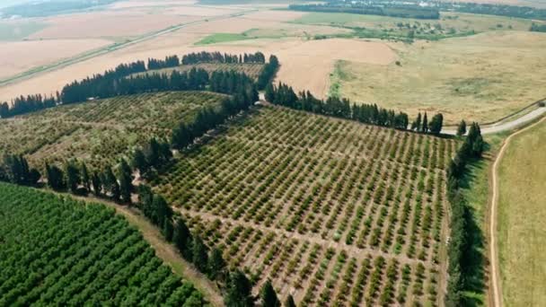 Imágenes aéreas de una gran plantación de aguacate en el norte de Israel con árboles jóvenes — Vídeo de stock