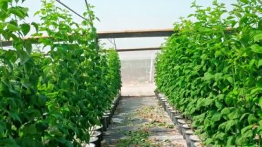 Büyük bir seranın içinde büyüyen bitkiler.