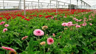 Gerberas 'ın büyük bir seranın içinde büyüyen birçok renkte hava görüntüleri.