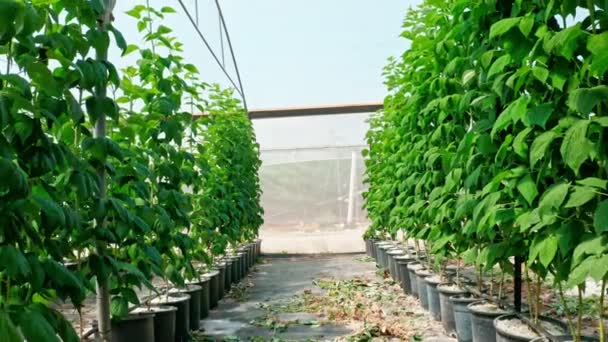 Rijen planten groeien in een grote kas — Stockvideo