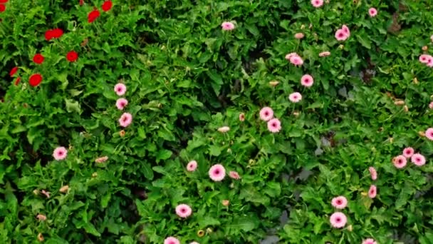 Aerial footage of Gerberas in many colors growing inside a large greenhouse — Stock Video