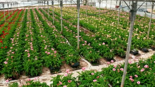 Aerial footage of Gerberas in many colors growing inside a large greenhouse — Stock Video