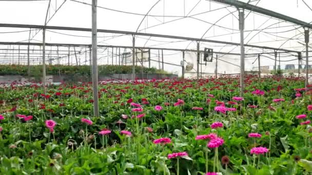 Imágenes aéreas de Gerberas en muchos colores creciendo dentro de un gran invernadero — Vídeos de Stock