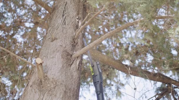 Sierra de cadena utilizada para cortar una rama de árbol - cámara lenta — Vídeos de Stock