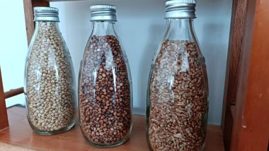 Cam şişelerde depolanmış Sorghum Tohum Örnekleri Koleksiyonu