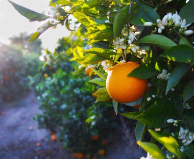 Valensiya turuncu ve turuncu çiçekleri. Spain.Spring