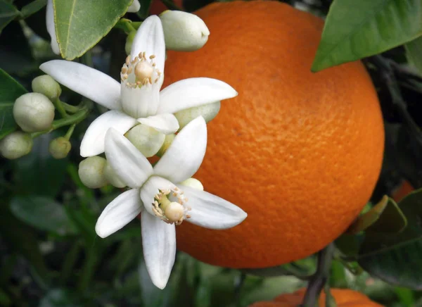 Valencian orange and orange blossoms. Spain.Spring