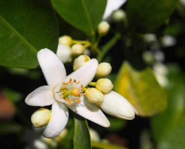 Valensiya turuncu ve turuncu çiçekleri. İspanya. Bahar hasat