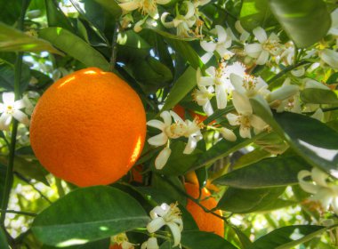 Valencian orange and orange blossoms. Spain. Spring harvest clipart