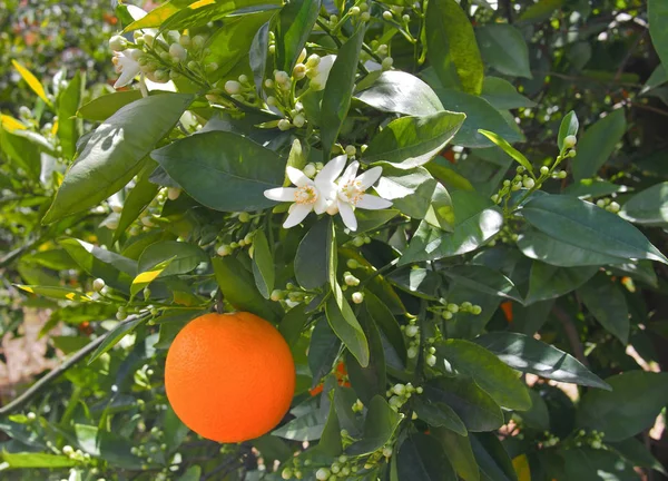 Laranja Valenciana Flores Laranjeira Espanha Colheita — Fotografia de Stock