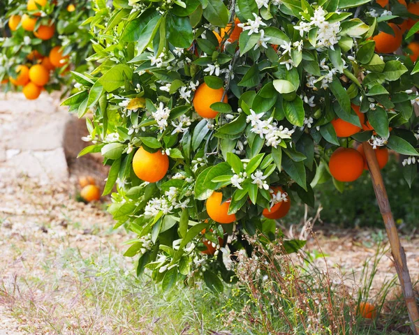 Valencian orange and orange blossoms. Spain. Spring harvest