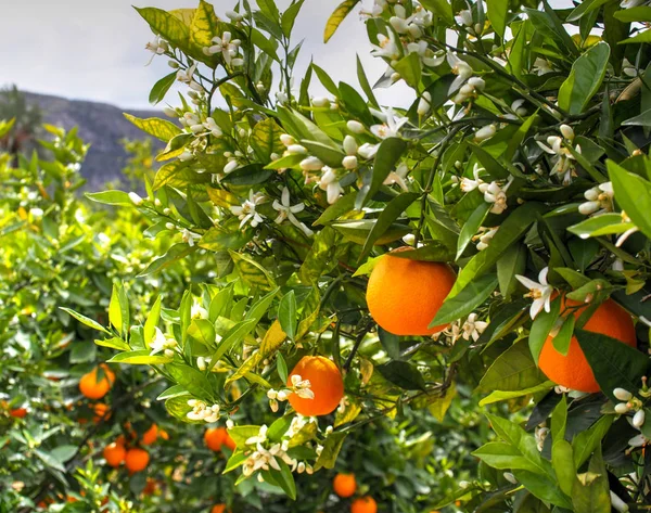 Valencian orange and orange blossoms. Spain. Spring harvest