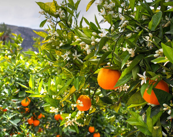 Valencian orange and orange blossoms. Spain. Spring harvest