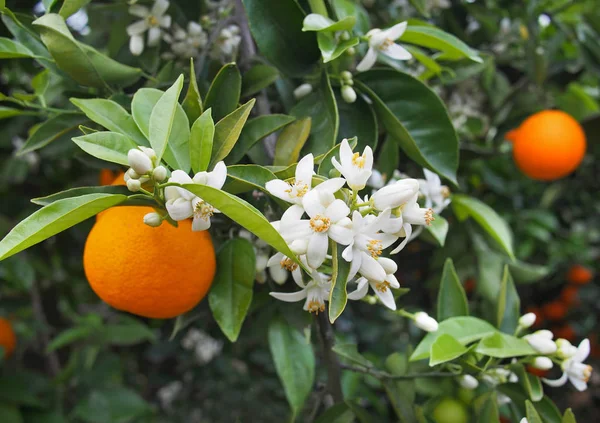 Valencian orange and orange blossoms. Spain. Spring harvest