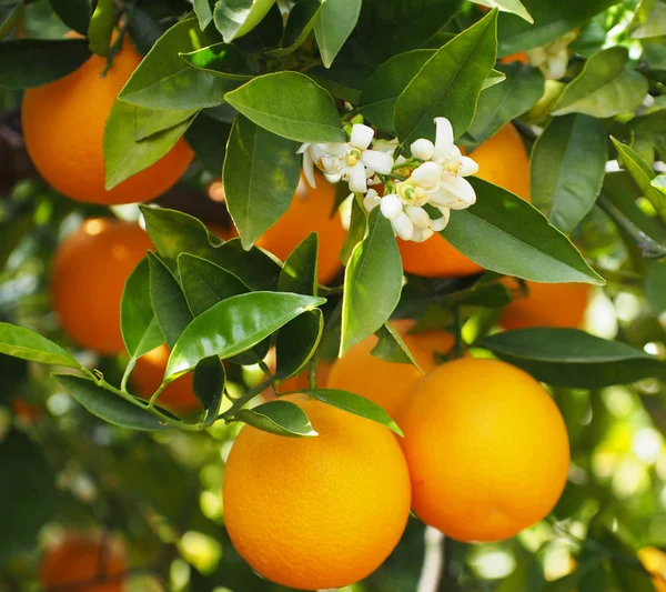 Valencian orange and orange blossoms. Spain. Spring harvest