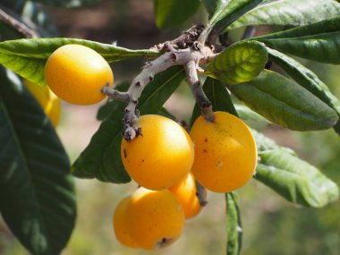 Yenidünya meyve ağacı üzerinde (Eriobotrya japonica). Bu eski meyve vitamin, mineraller ve antioksidanlar açısından zengin