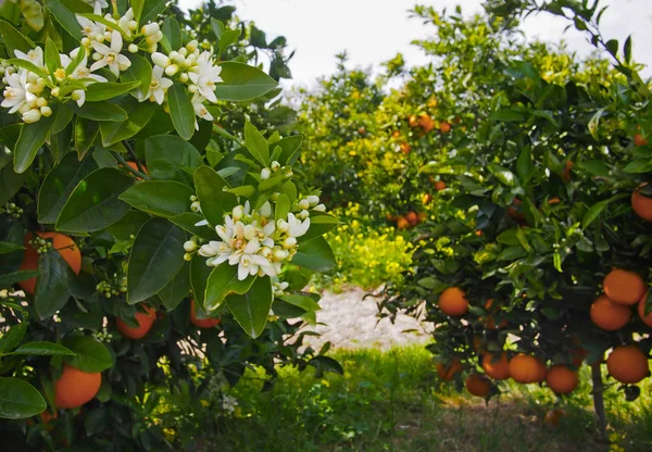 Valencian orange and orange blossoms