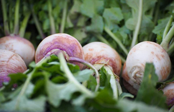 Fresh Raw White Turnips — Stock Photo, Image