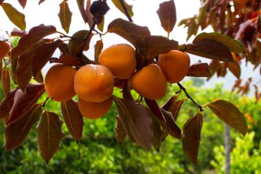 Hurma meyve Bahçe, Valencia, İspanya