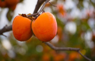 Hurma meyve Bahçe, Valencia, İspanya