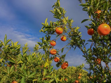 Mandarin veya mandalina meyve bahçesi. İspanya Kasım
