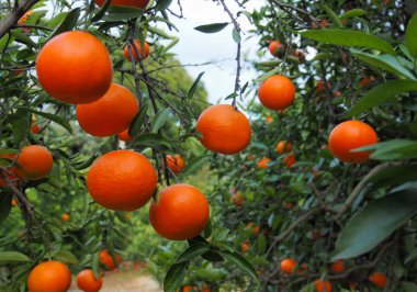 Mandarin veya mandalina meyve bahçesi. İspanya Kasım