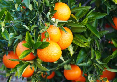 Mandarin veya mandalina meyve bahçesi. İspanya Kasım