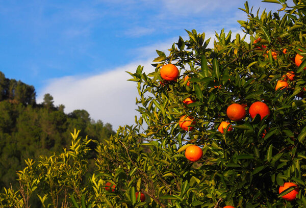 Mandarin or tangerine fruit garden.Spain November