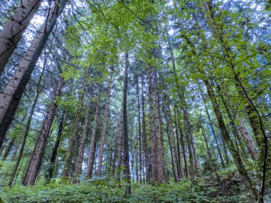 Uzun Ağaçlar ve Yoğun Yapraklarla Yeşiller Ormanı.