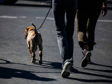 Güneşli şehir caddesinde köpekle yürüyen iki kişi..