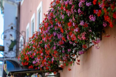 Şehir ortamında kırmızı ve pembe sardunyalar açan canlı çiçek kutuları.