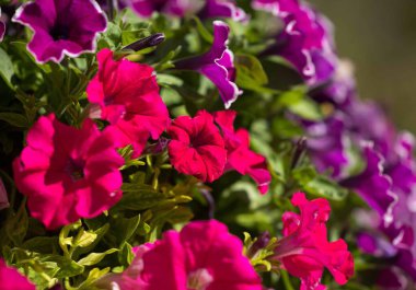 Canlı kırmızı ve mor petunyalar açan güneşli bir bahçeyi aydınlatır..